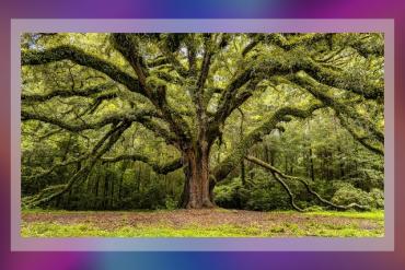 Resting and Connecting in Community: A Day-Long Mindfulness Retreat Presented by University of Miami Libraries